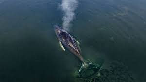 Bijna 2 maanden verdwaald en fel verzwakt: kan gigantisch aquarium op schip bultrug Timmy nog redden?