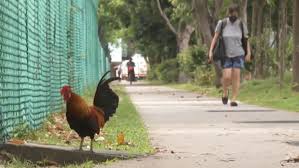 Authorities issue bird flu warning, advise against contact with wild birds - 1