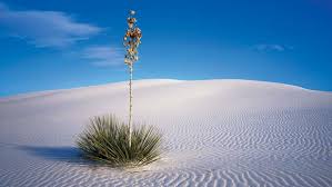 Картинки по запросу остров сокотра