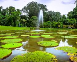 Image of Kebun Raya Bogor, Bogor