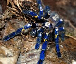 Image result for tarantula