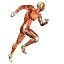 Image result for muscular system