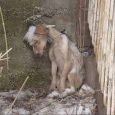 An Emaciated Dog Fights the Cold Alone in a Winter Storm
