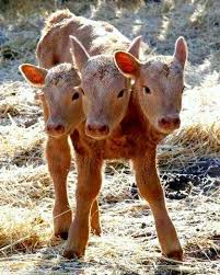 Texas Longhorn Cattle Mating Strategies | Dickinson Cattle Co