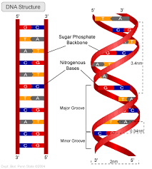 Image result for pairs dna