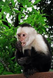 Image result for MONKEYS