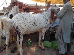 Image result for bakra eid 2015 pakistan
