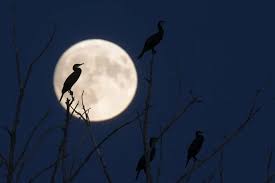 National Geographic España - News update