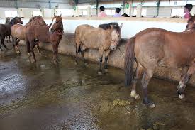 Image result for HORSE