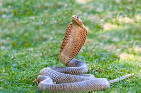 "Présence avérée" d'un cobra venimeux près de Toulouse : l'alerte générale est lancée dans cette commune