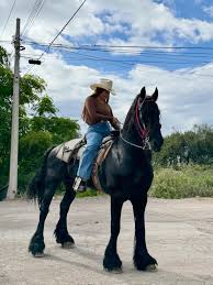 🌳🐴