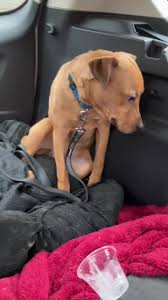 Animal Protectors of Allegheny Valley | TikTok