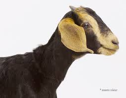 Image result for GOAT