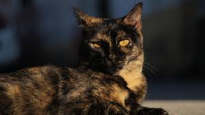 Tortoiseshell Cat Pet - Free photo on Pixabay