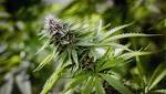  Medical pot helps with chronic pain, Minnesota patients report