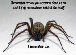 Scared of Spiders | Funny Pictures, Quotes, Memes, Funny Images ... via Relatably.com