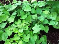 Image result for SweetPotatoLeaves