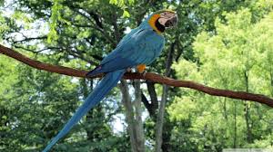 Image result for macaw parrot hd