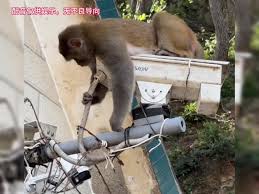 电工猴是什么梗- 抖音