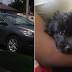 Woman looking for stolen car with puppy inside