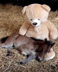 Horses are highly social, sensitive animals that rely on connection and routine to feel safe. When they're isolated, anxious, or recovering from injury, some horses naturally turn to stuffed animals for comfort.