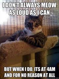 Image result for Animal Meme