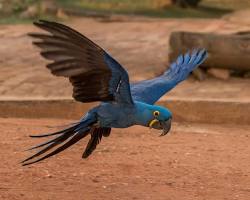 Arara-azul