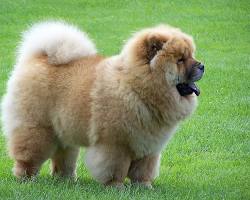 Hình ảnh về Chó lông xù Trung Quốc