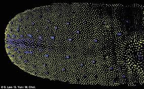 Lasers reveal what taste buds LOOKS like | Daily Mail Online via Relatably.com