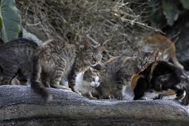 Cinco gatos levados para conter ratos em ilha provocaram desastre ambiental que hoje exige operação de mais de R$ 127 milhões; entenda