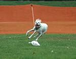 Lure-Coursing Explained? -