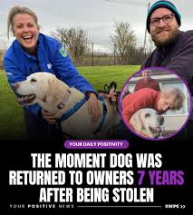 Owners Reunited with Dogs | TikTok