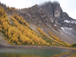 Image result for larch tree