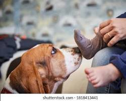 Hình ảnh về Beagle dog sniffing a child's hand