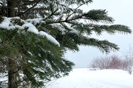 Sault Ste. Marie and Chatham-Kent Weather Forecast: January 2026