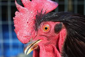 Image result for rooster