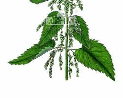 Obraz: Pokrzywa zwyczajna (Urtica dioica)