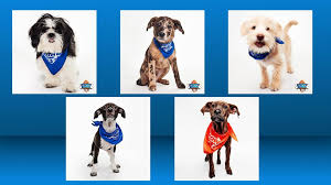 Meet the Puppy Bowl dog from Colorado