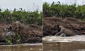 Onça atravessa rio, arma emboscada e abate jacaré gigante no Pantanal; vídeo