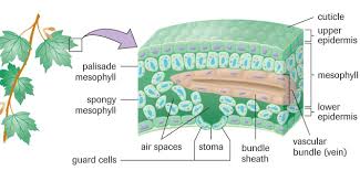 Image result for images of epidermal tissue