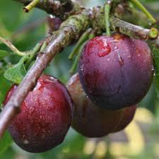plum tree ile ilgili görsel sonucu