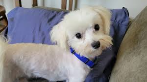 Woof! Maltese Mirakel: Honderde Hondjies Red en Kry Nuwe Huise! - Imagen principal del artículo