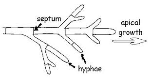 Hasil gambar untuk hyphae