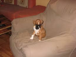 Résultat de recherche d'images pour 'image de chien boxer'