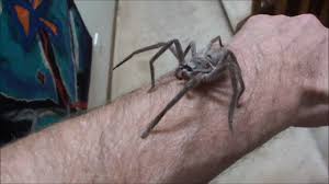 Image result for huntsman spider australia images