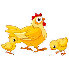 Image result for clip art poultry
