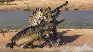 Resultado de imagem para pantanal matogrossense