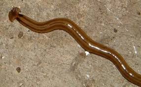 Image result for platyhelminthes