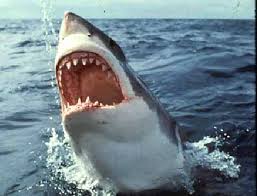 Image result for shark