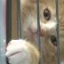 Lexington Humane Society asking for help after storms wash away ...